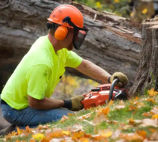 tree services South Russell